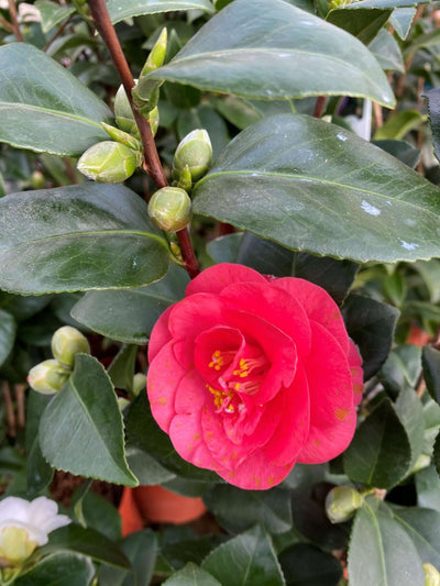 CAMELLIA japonica 'Fire Ball'