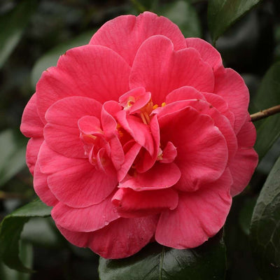 CAMELLIA japonica 'Gloire de Nantes'
