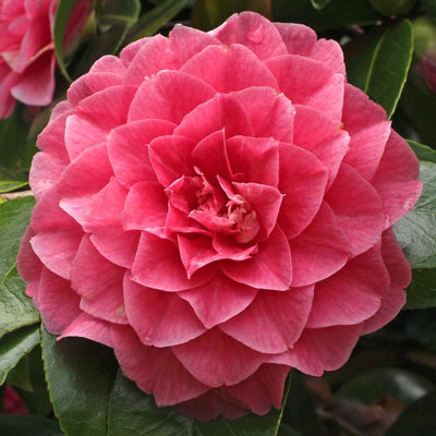 CAMELLIA japonica 'General G. Patton'
