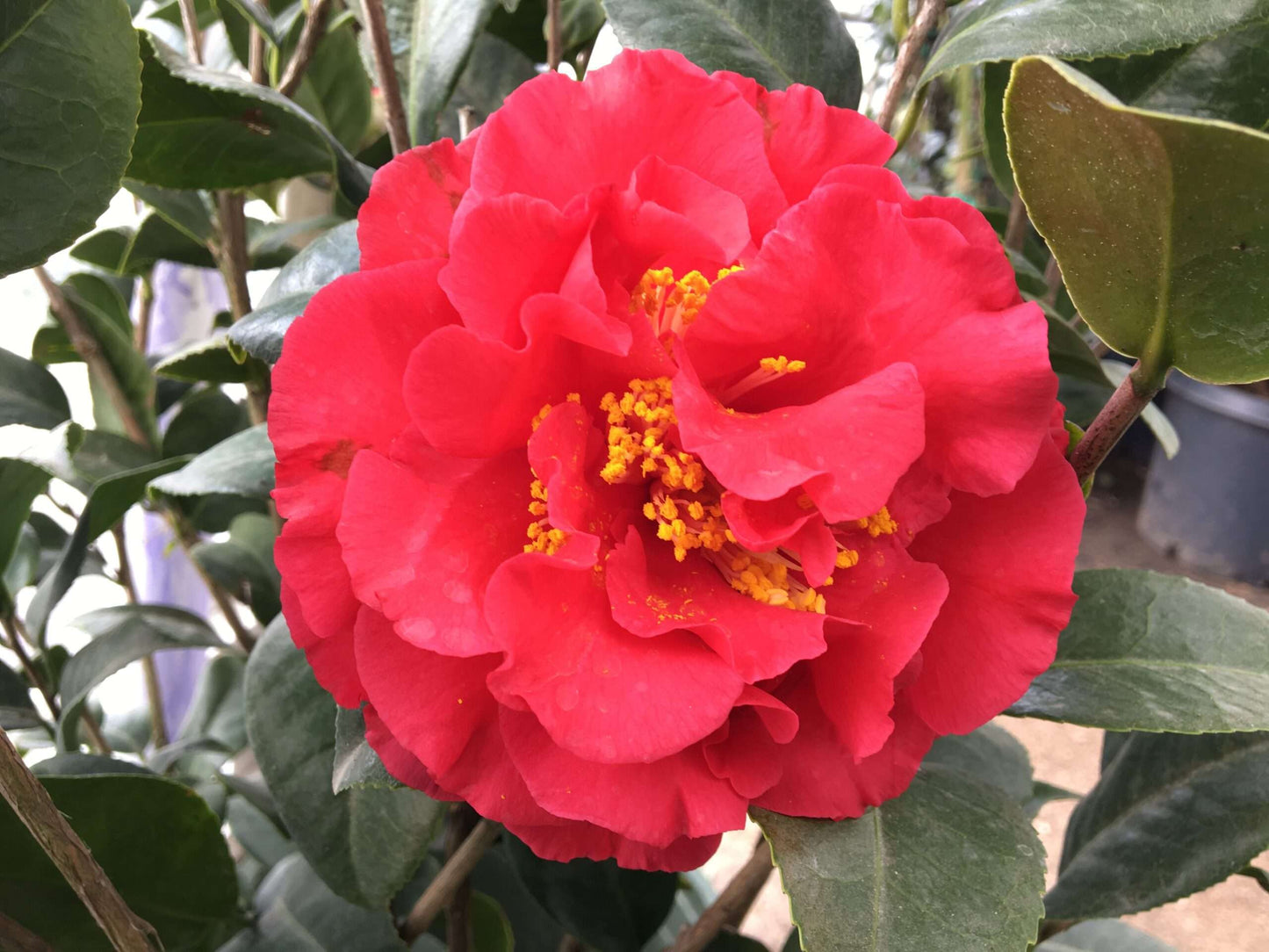 CAMELLIA japonica 'Kramer's Supreme