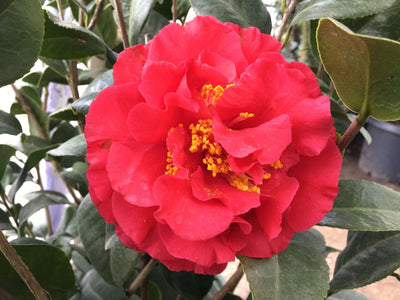 CAMELLIA japonica 'Kramer's Supreme