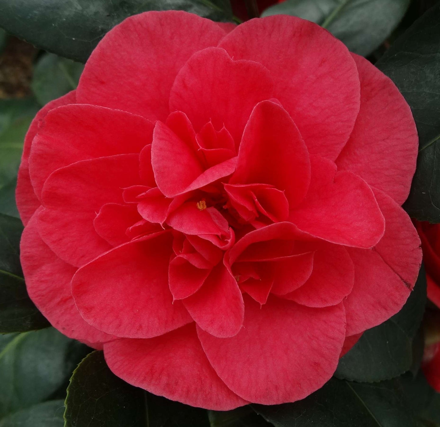 CAMELLIA japonica 'Lady Campbell'