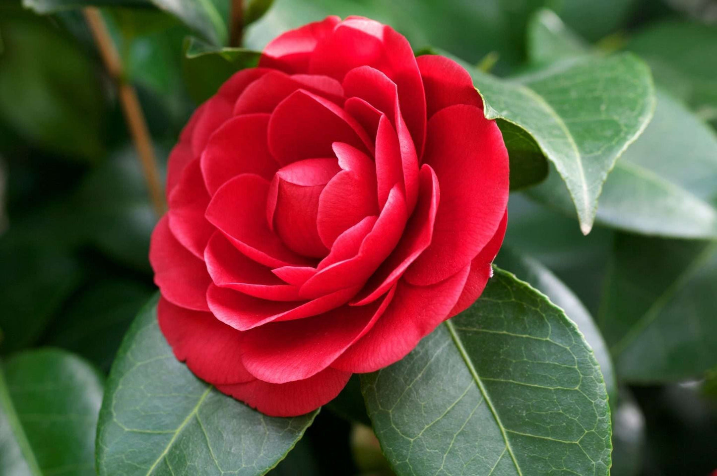CAMELLIA japonica 'Mathotiana'