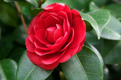 CAMELLIA japonica 'Mathotiana'
