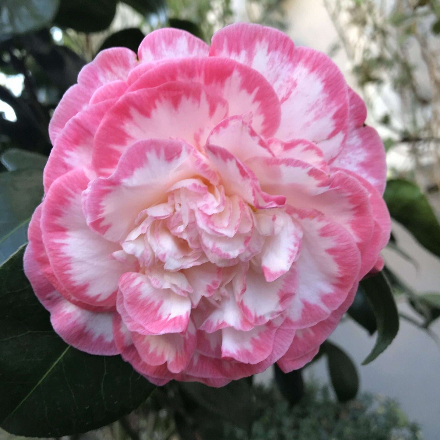CAMELLIA japonica 'Margaret Davis Picotee'