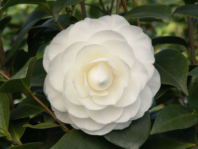 CAMELLIA japonica 'Nuccio's gem'