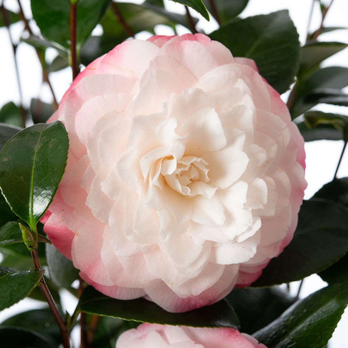 CAMELLIA japonica 'Nuccio's Pearl'