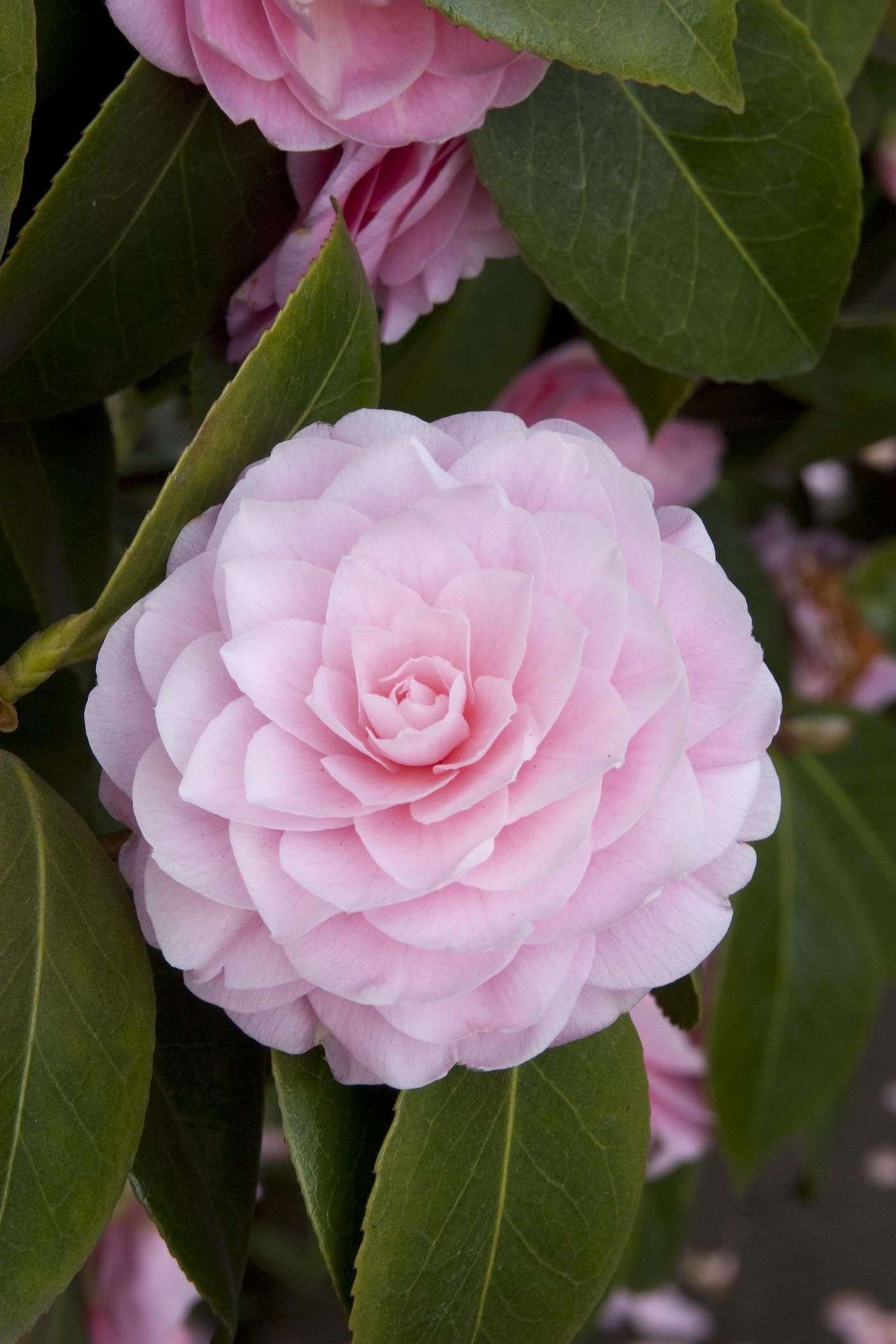 CAMELLIA japonica 'Pearl Maxwell'