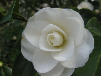 CAMELLIA japonica 'Purity'