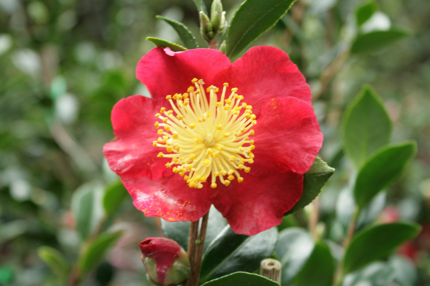 CAMELLIA sasanqua 'Yuletide'