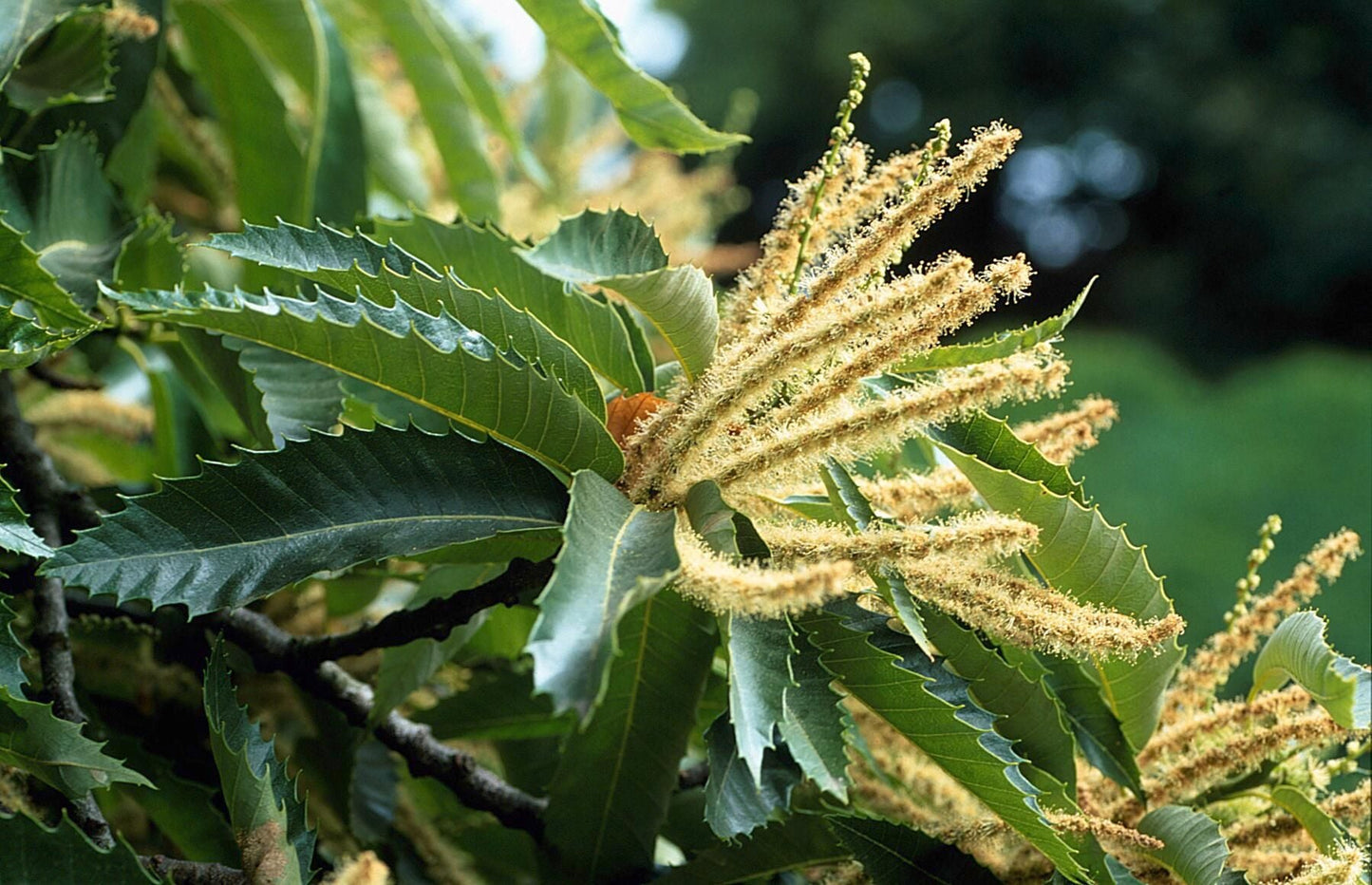 CASTANEA sativa