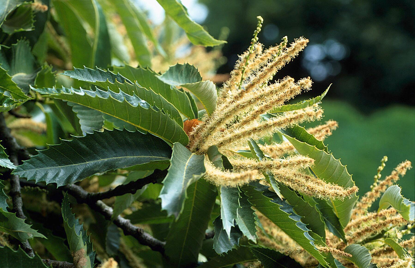 CASTANEA sativa
