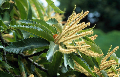 CASTANEA sativa