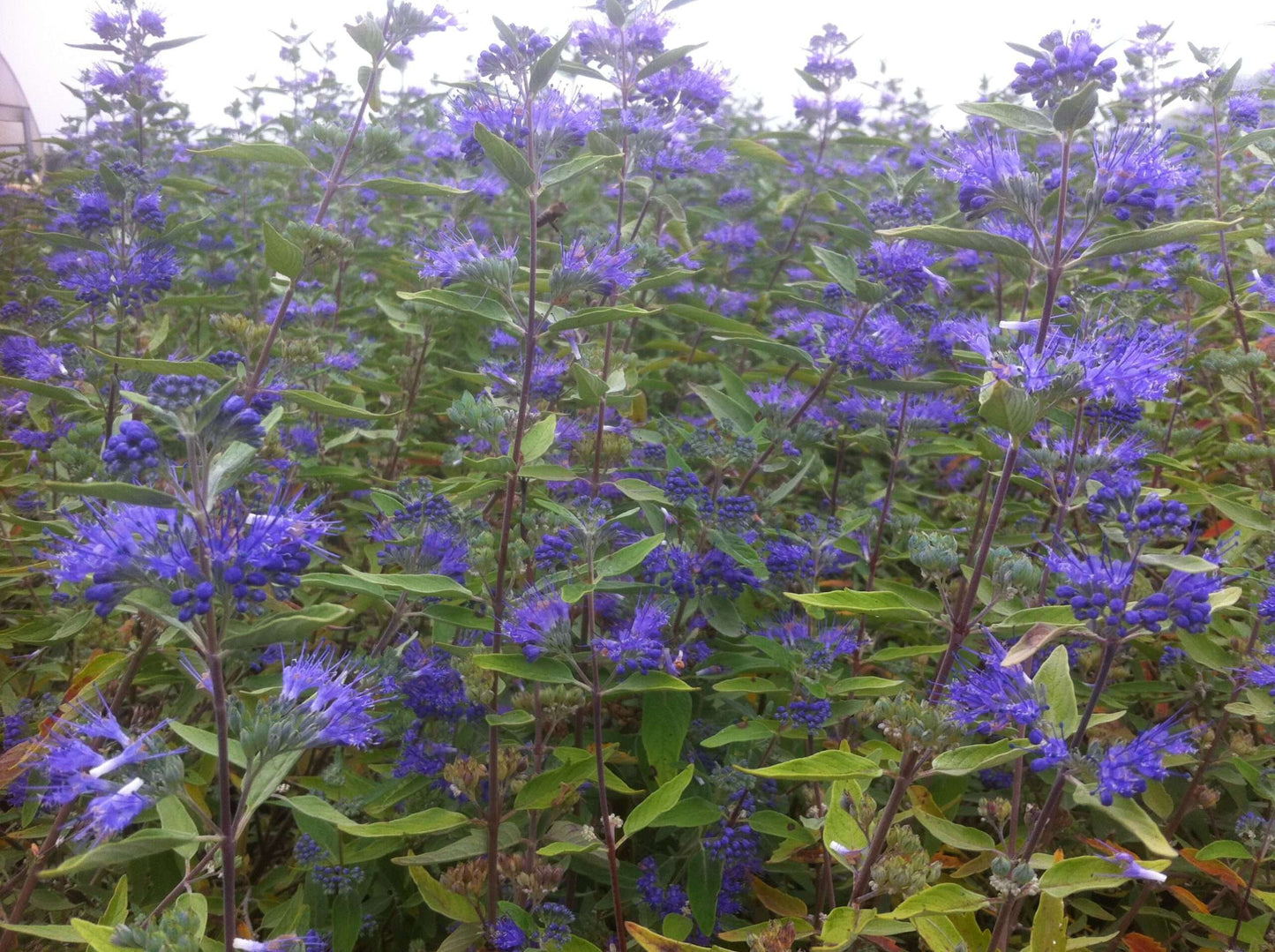 CARYOPTERIS x clandonensis 'Blue Empire'