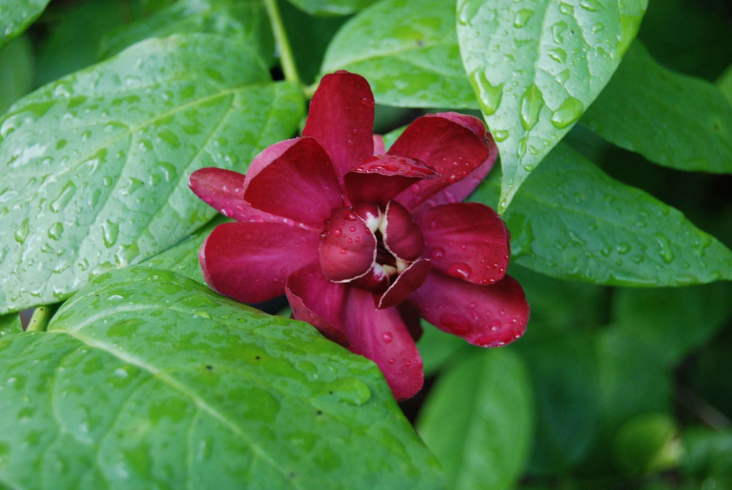 CALYCANTHUS floridus 'Aphrodite'