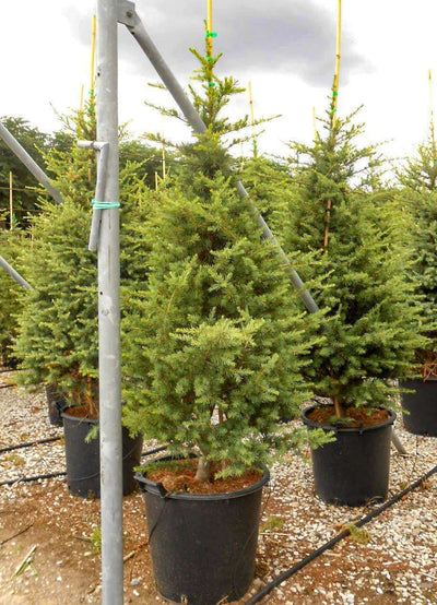 CEDRUS atlantica 'Aurea'