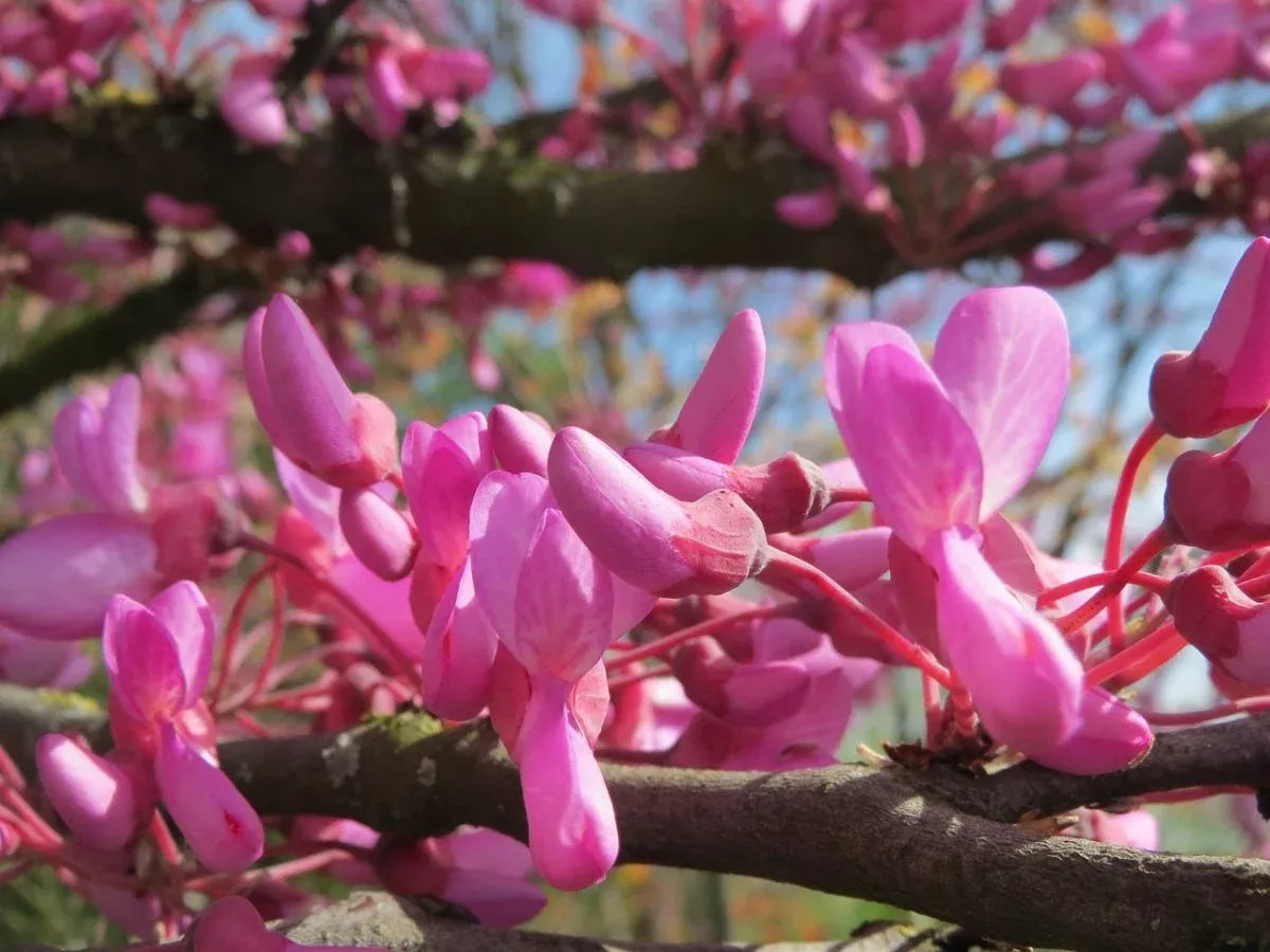 CERCIS canadensis