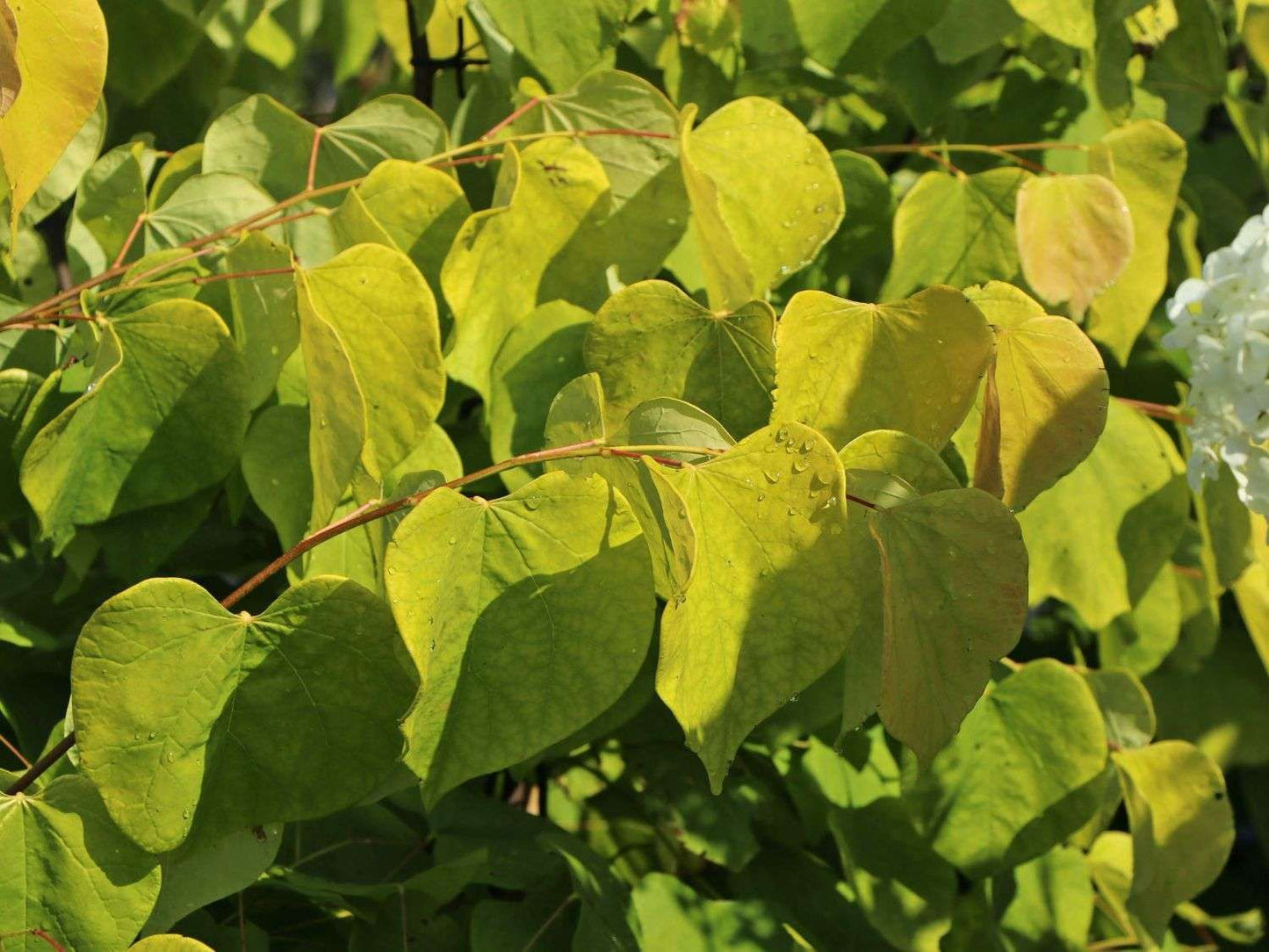 CERCIS canadensis 'Hearts of Gold'
