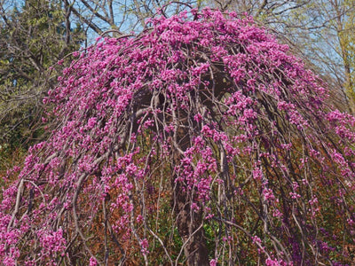 CERCIS canadensis 'Levander Twist'