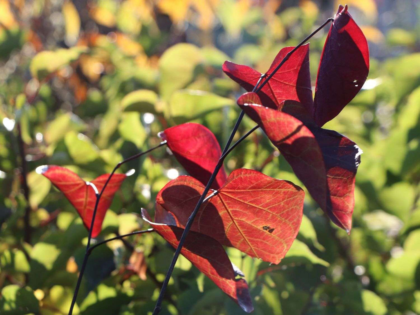 CERCIS canadensis 'Red Force'