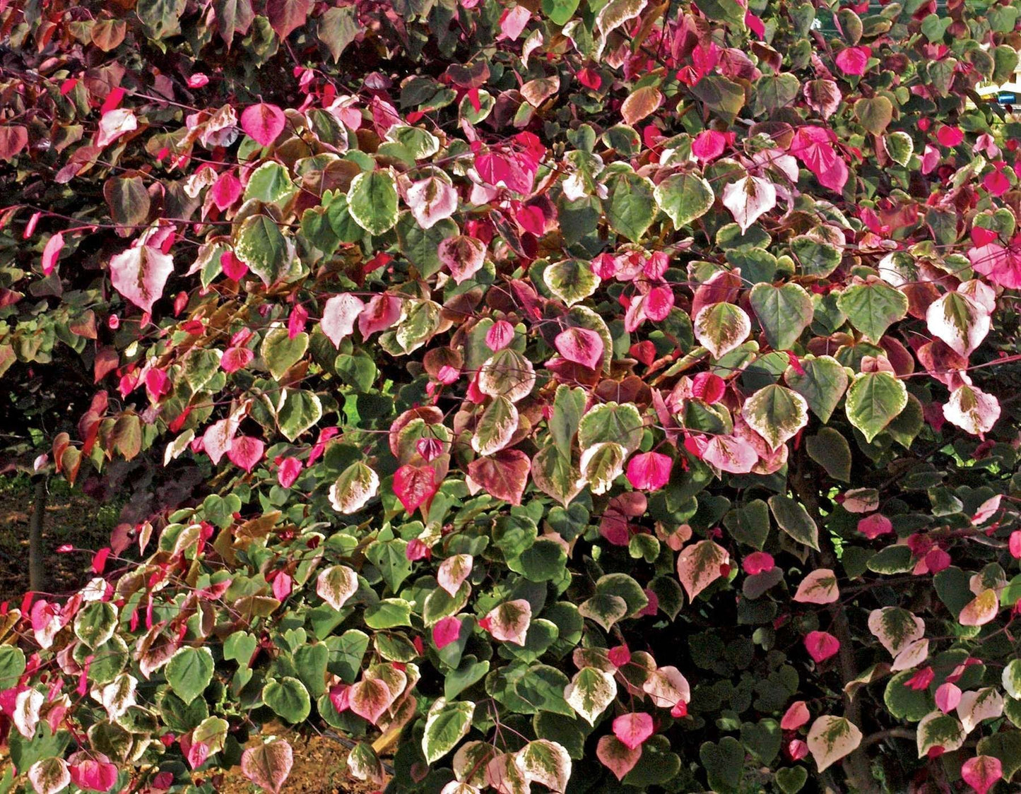 CERCIS carolina 'Sweetheart'