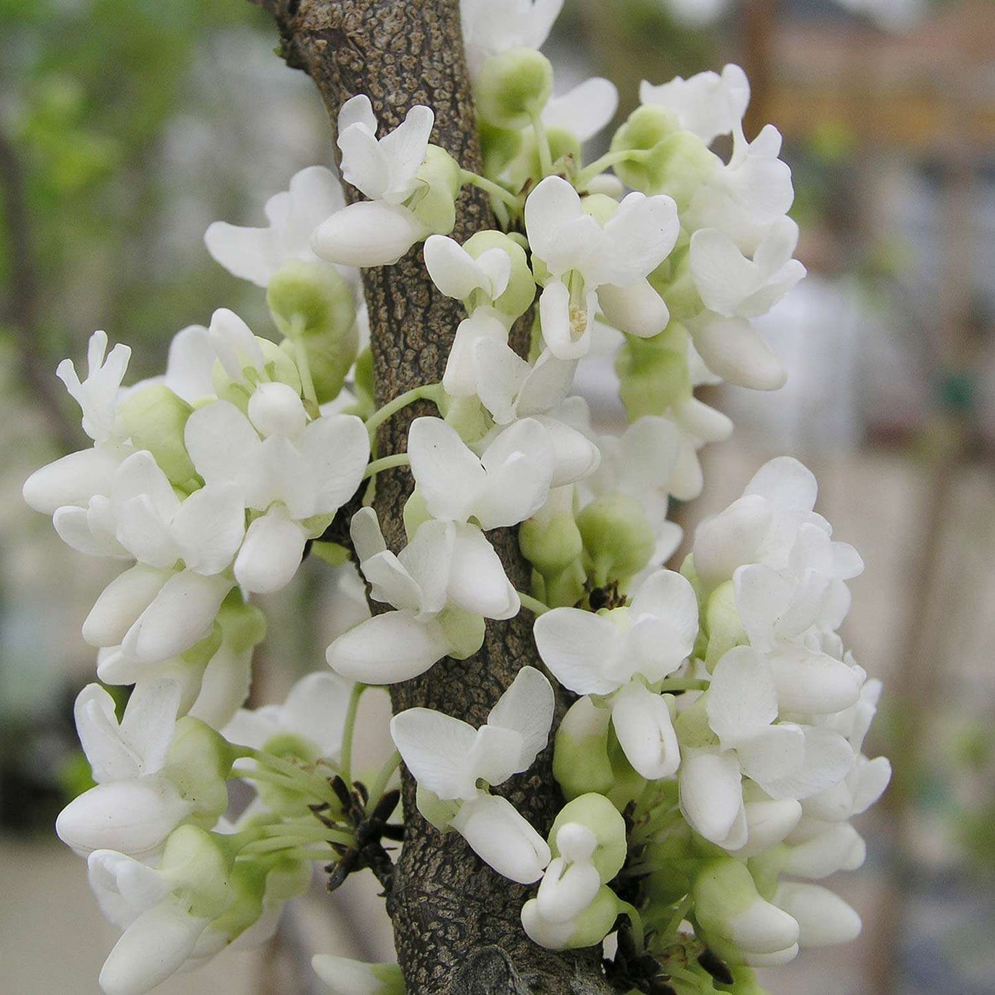 CERCIS chinensis 'Shirobana'