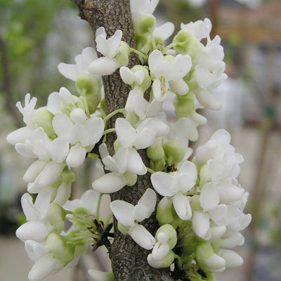 CERCIS chinensis 'Shirobana'
