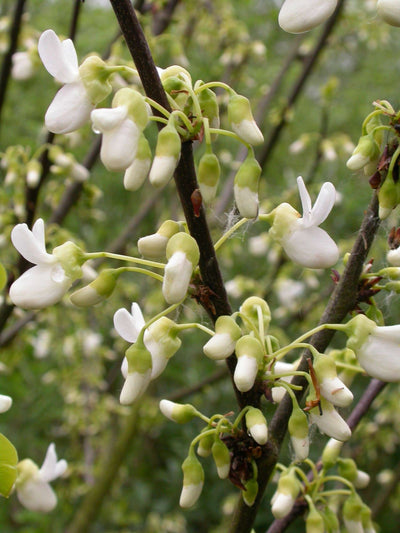 CERCIS siliquastrum 'Alba'