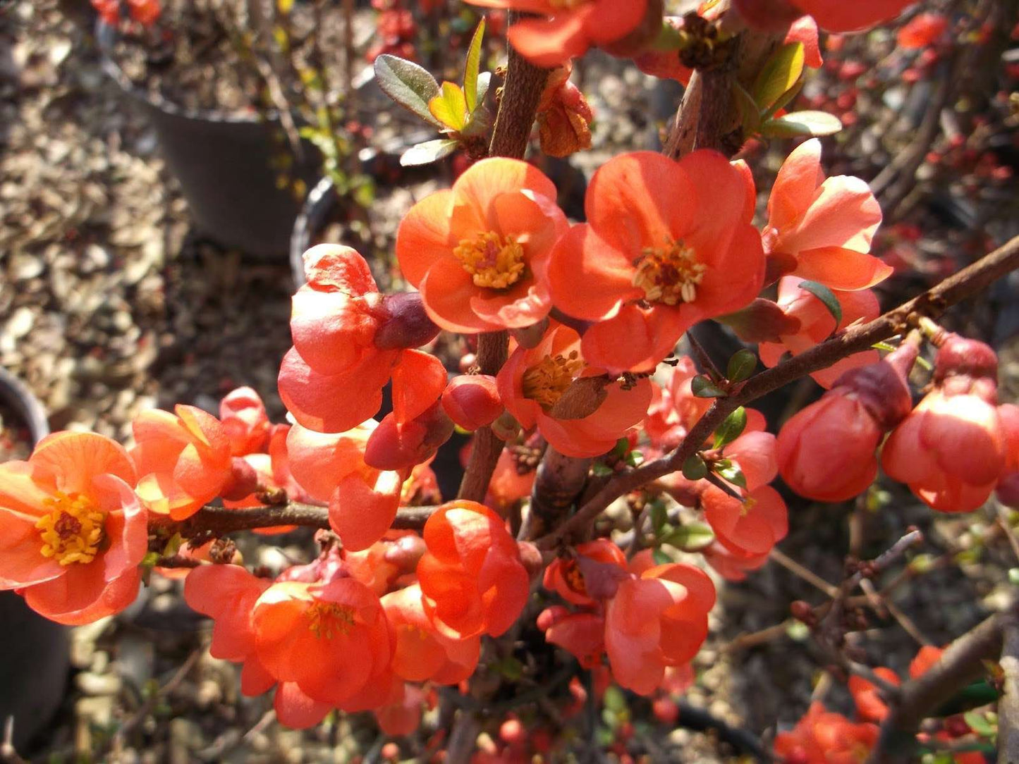 CHAENOMELES speciosa 'Friesdorfer'