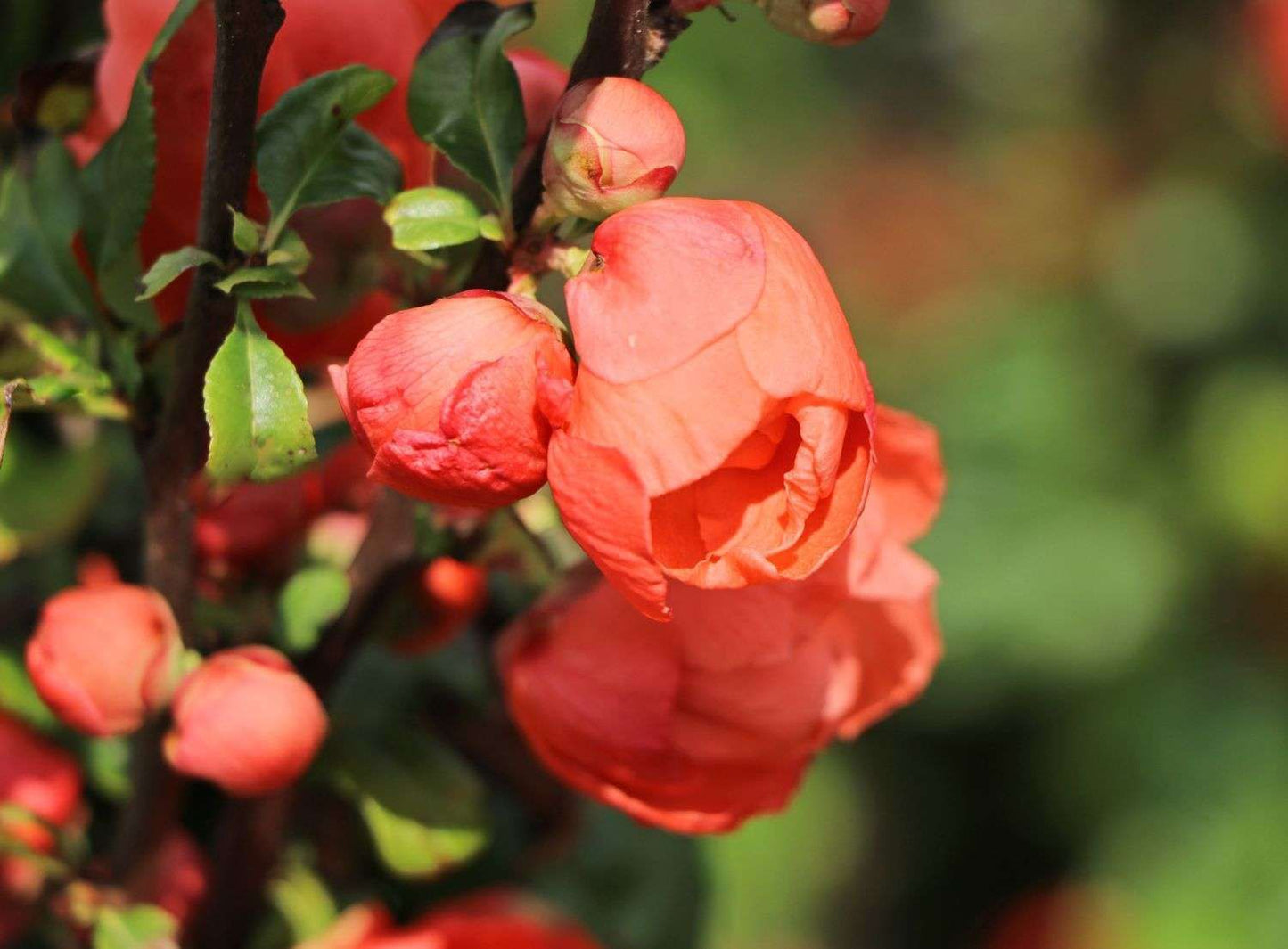 CHAENOMELES speciosa 'Mango Storm'