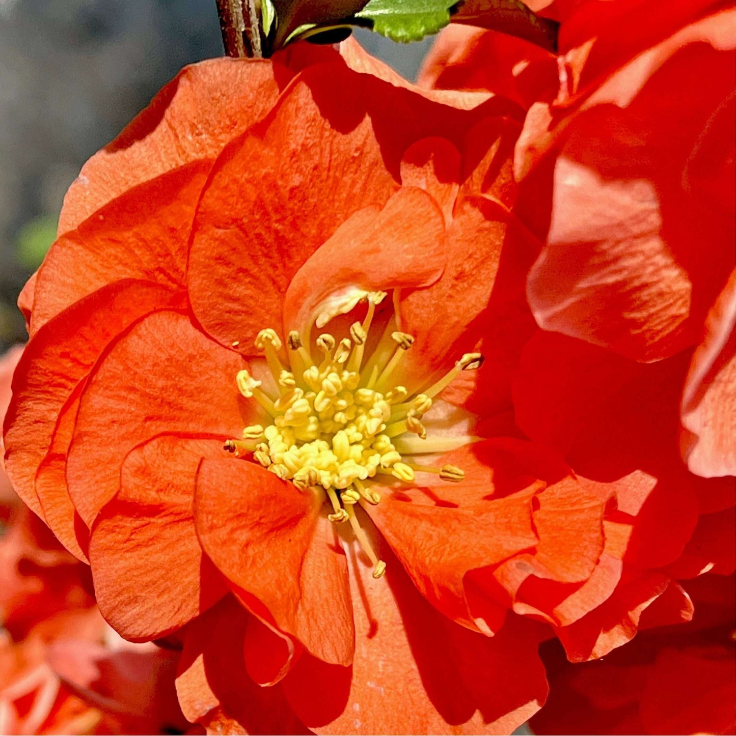 CHAENOMELES speciosa 'Orange Storm'