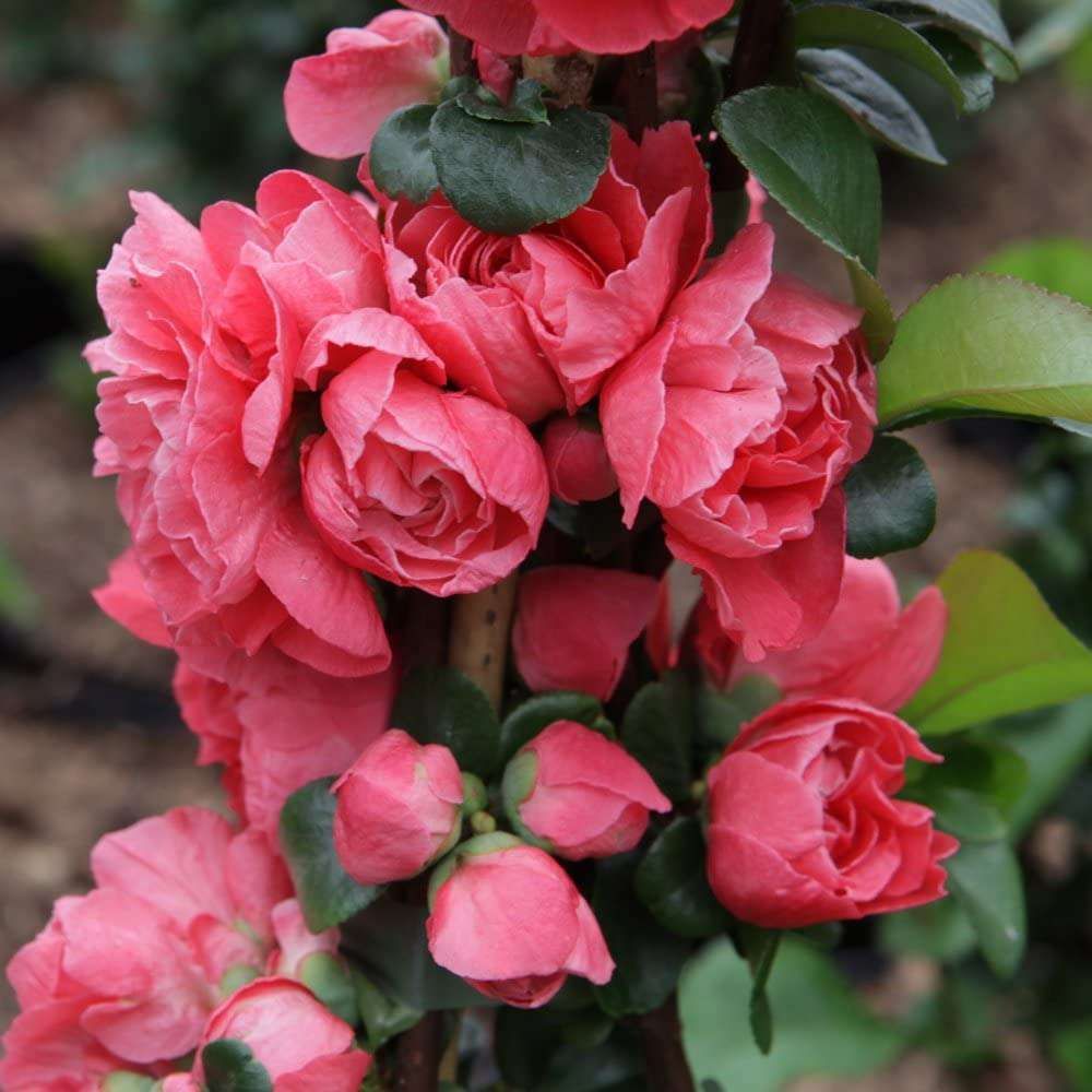 CHAENOMELES speciosa 'Pink Storm'