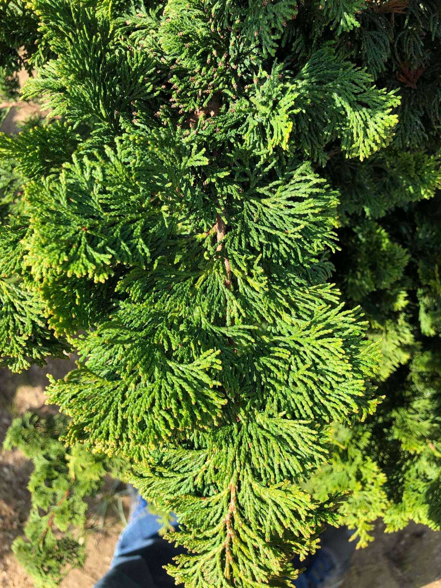 CHAMAECYPARIS obtusa