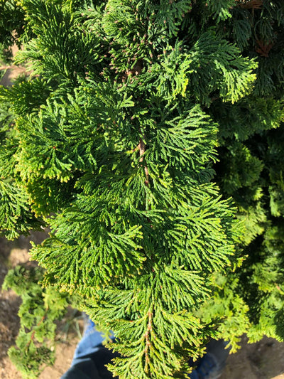 CHAMAECYPARIS obtusa