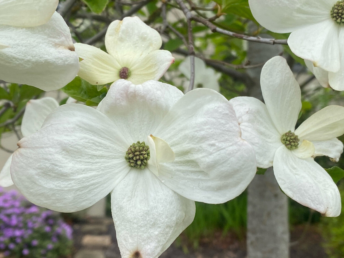 CORNUS florida 'Cherokee Princess'