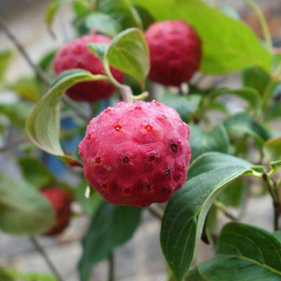 CORNUS kousa 'Big Apple'
