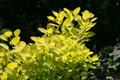 COTINUS coggygria 'Golden Spirit'
