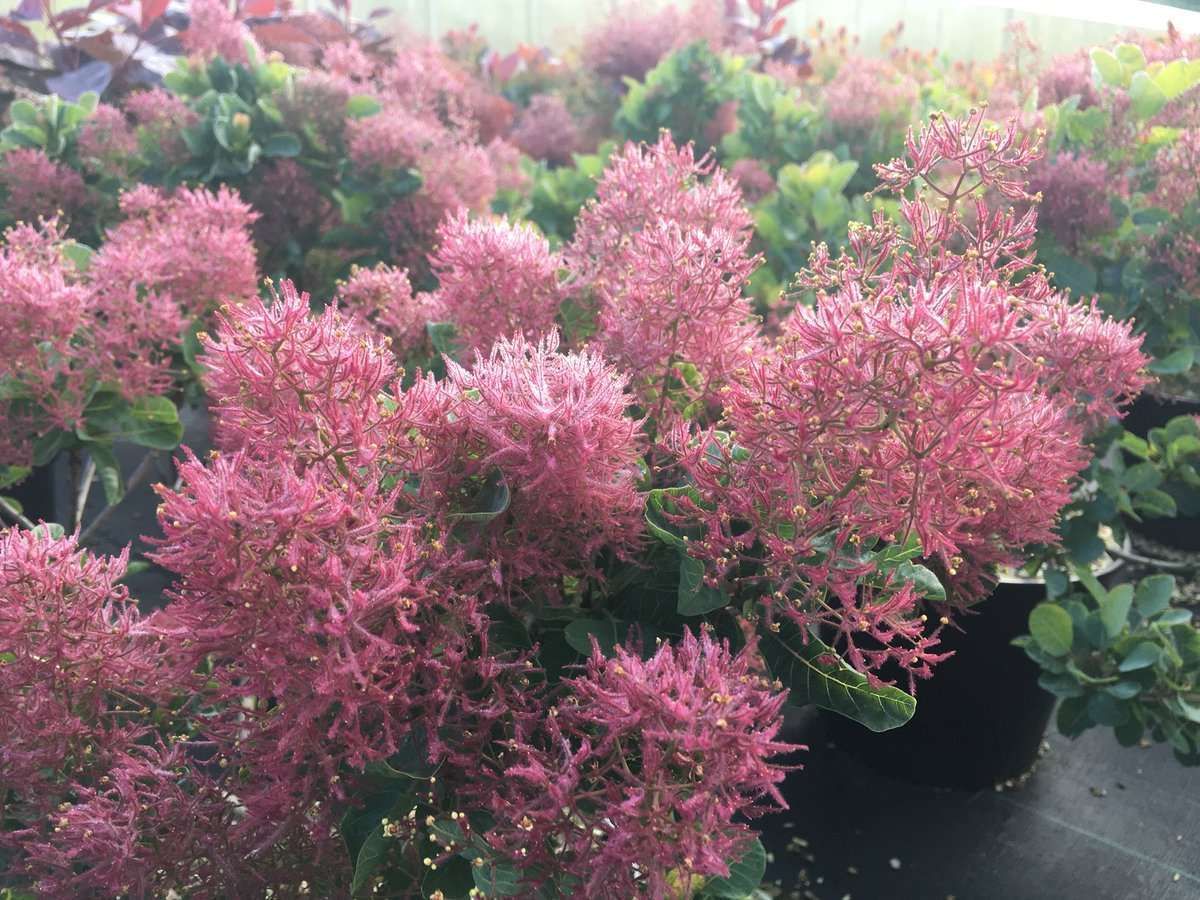 COTINUS coggygria 'Smokei Joe'