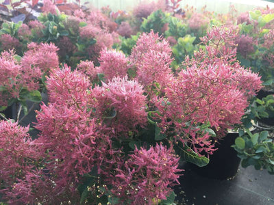 COTINUS coggygria 'Smokei Joe'