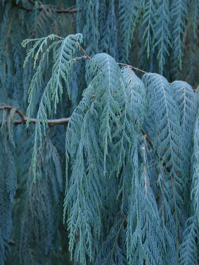 CUPRESSUS cashmeriana