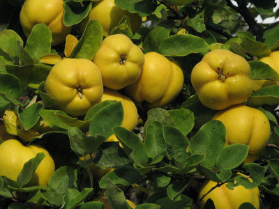 CYDONIA vulgaris 'Oblonga'