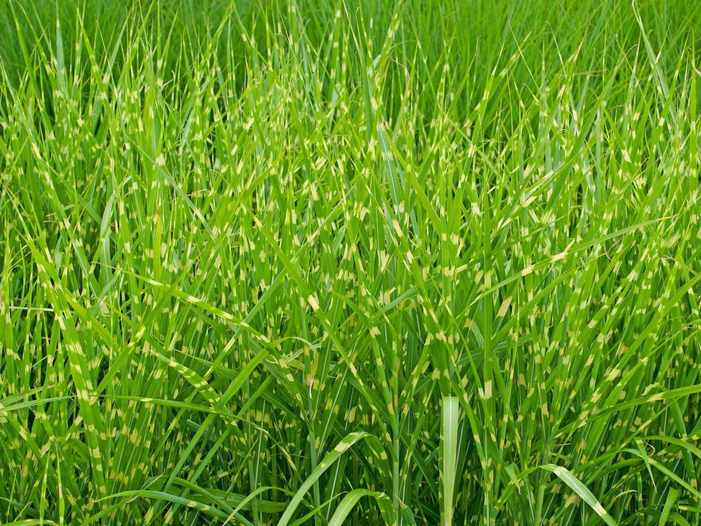 MISCANTHUS sinensis 'Strictus'