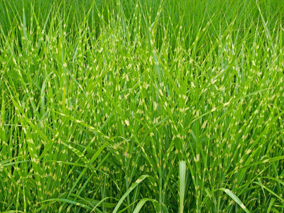 MISCANTHUS sinensis 'Strictus'