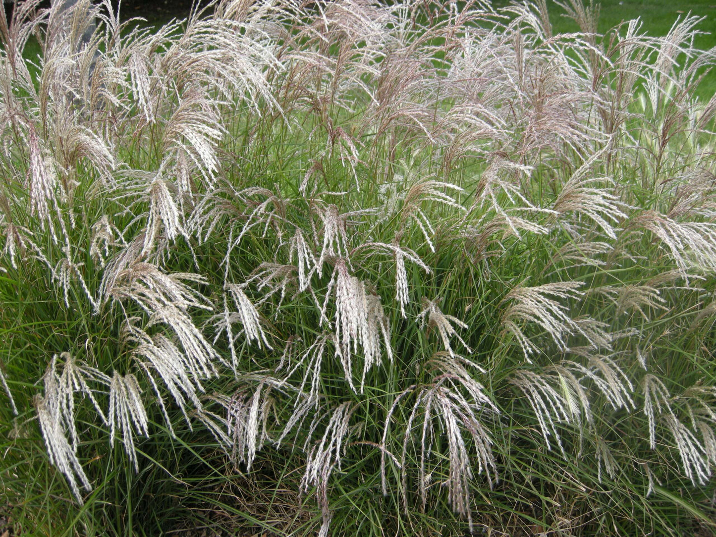 MISCANTHUS sinensis 'Yakushima Dwarf'