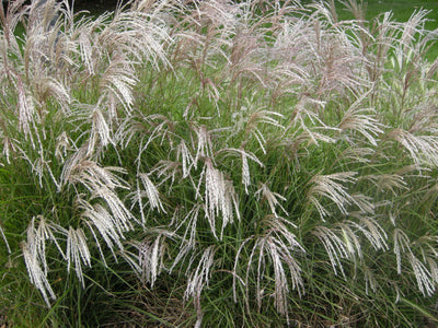 MISCANTHUS sinensis 'Yakushima Dwarf'