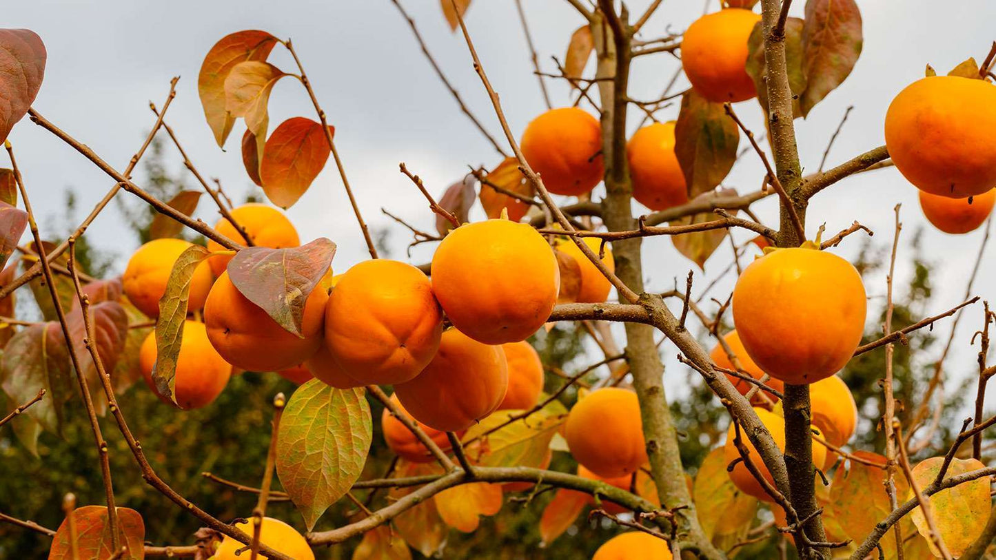 DIOSPYROS KAKI 'Rojo brillante'