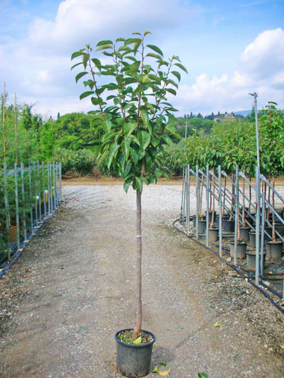 DIOSPYROS KAKI 'Tipo'