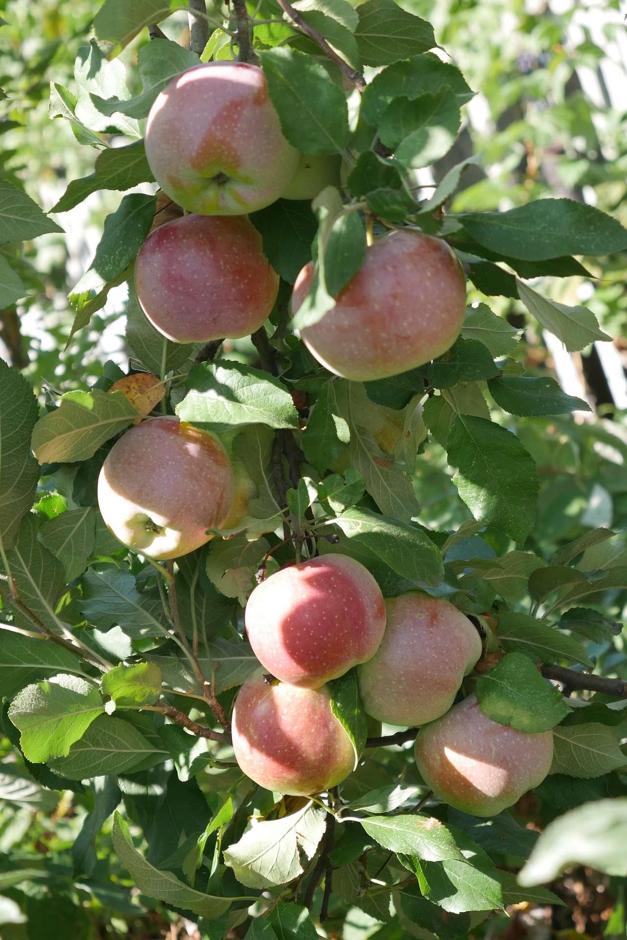 MALUS COMMUNIS 'Florina'