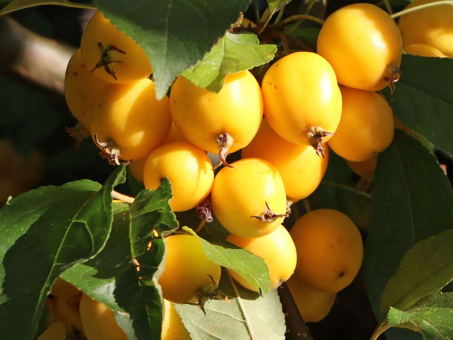 MALUS COMMUNIS 'Golden Hornet'
