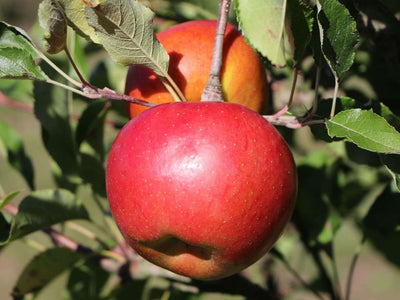 MALUS COMMUNIS 'Melrose'